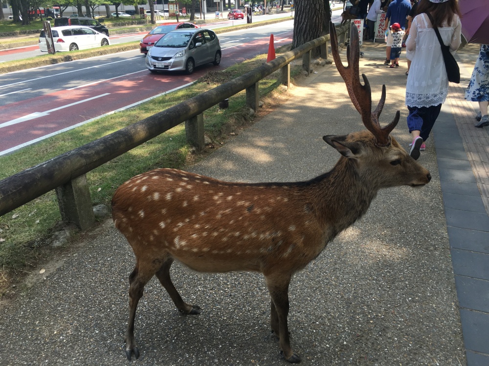wild deer in Japan